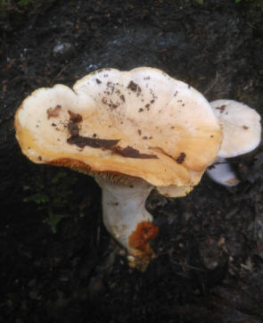 Cantharellus cibarius